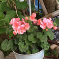 Salmon Geranium Plants Live, Hardy Annual Geranium Live Plant from 3 Inc, Flowers Planting for Outdoor, Indoor Garden