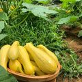 3 Squash Plants Live, Yellow Squash Plant, 4 to 6 Inc Tall Vegetable Plant Pot Starter Plant