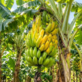 Live Dwarf Cavendish Banana Plant, Tropical Fruit Tree
