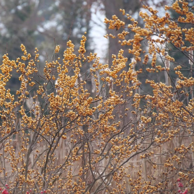 Gold Winterberry Holly Plant in 4 Inch Pot Yellow Gold Winter Berry Starter Plant