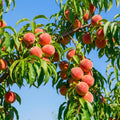 Sweet Peach Tree Live Plant, Cold Hardy Peach Tree, 1-2 Ft Tall