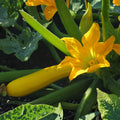 2 Summer Squash Plants Live 4'' Pot, Edible Squash Plant for Raised Beds, Patio Containers or Outdoor Growing, 2 Plants per Pot