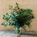 Eucalyptus Live Plant, Eucalyptus Tree Fully Rooted, Fragrant Foliage Houseplant, Easy Care for Indoor and Outdoor, 2.5" Pot (Parvifolia Eucalyptus Tree)