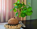 XL Large Stephania Cephalantha Bulb Size 2.5" to 3" Wide, Large Size for Fast Growing Stephania Plant Indoor Outdoor, Erecta Caudex Like, Rare Succulent Houseplant