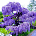 Set 3 Purple Wisteria Live Plants, 6 to 12 Inches Height, in Pot, Wisteria Vine Live Plants for Planting