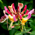 Honeysuckle Vine Plant, Red Honeysuckle Plant 2.5 Inch Pot, Honeysuckle Flower Plant 4 to 6 Inch Tall