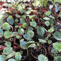 Peperomia Live Plant in 4 Inch Pot, Watermelon Peperomia Plant, Rare Peperomia Live Plants, Unique Variegated Foliage, 4-6 Inch Tall