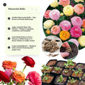 Mixed Ranunculus Flowers Bulbs for Spring Planting, Perennial Flower Bulbs, Early Spring Flower to Plant Outside, Colorful Blooms Groundcover Bulbs, Top Size