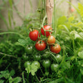 Tomato Plant Live 4 Inch Pot, Small Fruit Tomato Plant for Raised Beds, Patio Containers or Outdoor Growing, 4-6 Inches (Cherry Tomato)