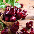 2 Red Roselle Hibiscus Plants Live in One Pot, Hibiscus Sabdariffa 4-6" Tall in 4" Pot, Sorrel Jamaica Hibiscus Flower