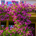 Purple White Stripe Climbing Rose Live Plant, Can Grow As Rose Bushes Shrubs, Fragrant Ready to Plant, Starter Size, 5 to 10 Inc Tall, Dormant in Winter