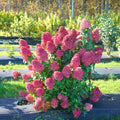 6"-1 Feet Light Pink to White Hydrangea Bush Plant Tree Live Shrub, Dormant, Starter Plant, Change Color, Cold Hardy Variety