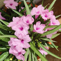 4 Mexican Petunia Live Plants 4–7 Inches Tall, Mexican Petunia Flowering Plants for Borders, Beds or Landscape (Pink)