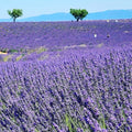 4 Lavender Plants Live Outdoor Indoor, Cold Hardy Fragrant Perennial Herb for Garden and Landscape, 4-8 Inch Tall (Phenomenal Lavender)