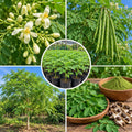 Live Moringa Tree, Moringa Oleifera Plant, 4-8 Inches Tall