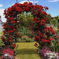 Red Don Juan Climbing Rose Live Plant, Donjuan Rose Climber Bushes Shrubs, Starter Size, 4 to 10 Inc Tall