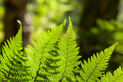 Combo 10 Roots of Cinnamon Fern, Fern Plants Live Outdoors Ready to Plant, 3 to 5 Inc Tall