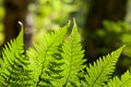 10 Cinnamon Fern Roots, Fern Live Plant Outdoors Bare Roots, 3 to 5 Inches Long Ground Cover Plant