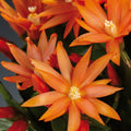 Easter Cactus Plant in 4'' Pot, Spring Blooming Succulent, Holiday Cactus, Indoor Flowering Houseplant (Orange Blooms)