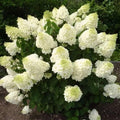 White Pink to Green Hydrangea Live Plant 4" Pot, Hydrangea Shrub Flower Plants for Outdoor or Indoor Planting, Change Color Perennial Plant