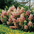 Hydrangea Plant Live for Planting, 7-12" Tall, Hydrangea Tree Live Plant in Pot, Hydrangea Flowers (Pink White Hydrangea)