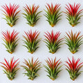 12 Air Plants, Tillandsia Air Plants Live Houseplants for Garden, Red Lonantha Tillandsia Plant