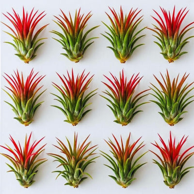 12 Air Plants, Tillandsia Air Plants Live Houseplants for Garden, Red Lonantha Tillandsia Plant