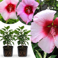 2 Rose Hibiscus Plants Live 5-9" in Tall, Hardy Hibiscus Tree Live Plant Year-Round Blooming, No Pot, Outdoor Perennial Planting