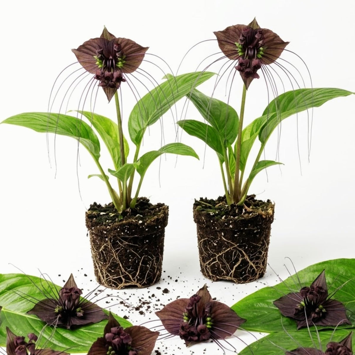 2 Black Bat Flower Tacca Chantrieri Plants Live Houseplant, 2 Inch Pots