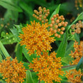 2 Milkweed Live Plants 4–7 Inches Tall, Milkweed Flowering Plants for Garden Beds, Borders or Landscape (Mix Milkweed)