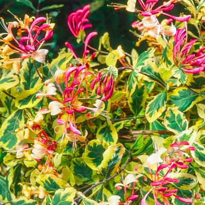 Variegated Pink Yellow Honeysuckle Vine Plant Live Perennial 2.5 Inc Pot Fragrant Flower for Gardening Hedge or Trellis