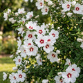 White Red Rose of Sharon Plant, Summer Bloom Garden Shrub, 6-12 Inch Tall