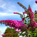 Butterfly Bush Plant, Fragrant Buddleia Shub, Spring-Flowering Butterfly Bush 5-8 Inches (Pink)