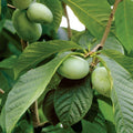 Paw Paw Tree, Pawpaw Live Plant, Fruit Tree, 1-2 Ft Tall