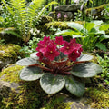 Red African Violet Plant Live, Red Violet Flower, 3-5 Inches Tall