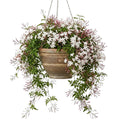 Pink American Jasmine Flower Plant Live, 5–10 Inches Tall, Fragrant Fast-Growing Blooming Jasmine Live Plant in 4 Inch Pot for Outdoor Growing