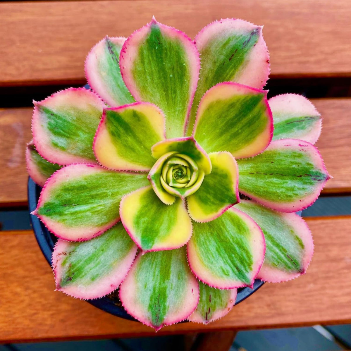 Easy Care Aeonium Plant Live 4” Pot, Rare Succulents Plants Live, Well Rooted, Easy Care House Plants (Pink Variegated)
