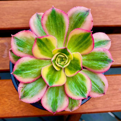 Easy Care Aeonium Plant Live 4” Pot, Rare Succulents Plants Live, Well Rooted, Easy Care House Plants (Pink Variegated)