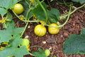 4 Lemon Cucumber Plants Live, 3 to 5 Inches Tall, Cucumber Live Plants for Planting, 4 Inch Pot