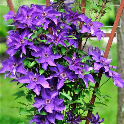Clematis Vine Plant Live for Planting, Clematis Plants Live, 4 to 6 Inch Tall, 2.5 Inc Pot Well Rooted, Clematis Seeds Perennial, Purple Clematis