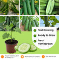 Live Marketmore Cucumber Plant, 4-6" Tall