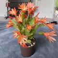 Easter Cactus Plant in 4'' Pot, Spring Blooming Succulent, Holiday Cactus, Indoor Flowering Houseplant (Orange Blooms)