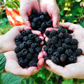 Sweet Thornless BlackBerry Plants Live for Planting, 8 Months Old BlackBerry Fruit Tree for Growing Outdoor, High Yielding, Dormant in Winter