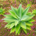 Live Green Foxtail Agave Plant 1 Year Old in 4" Pot, 7-8 Inches in Tall, Live Succulent Perennial Indoor Outdoor Growing