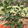 Bay Leaf Tree Live Plant 1 Feet Tall in 4" Pot, Bay Leaf Plant Live, Potted Bay Laurel Tree Laurus Nobilis, Sweet Bay Leaves Planting Indoor Outdoor