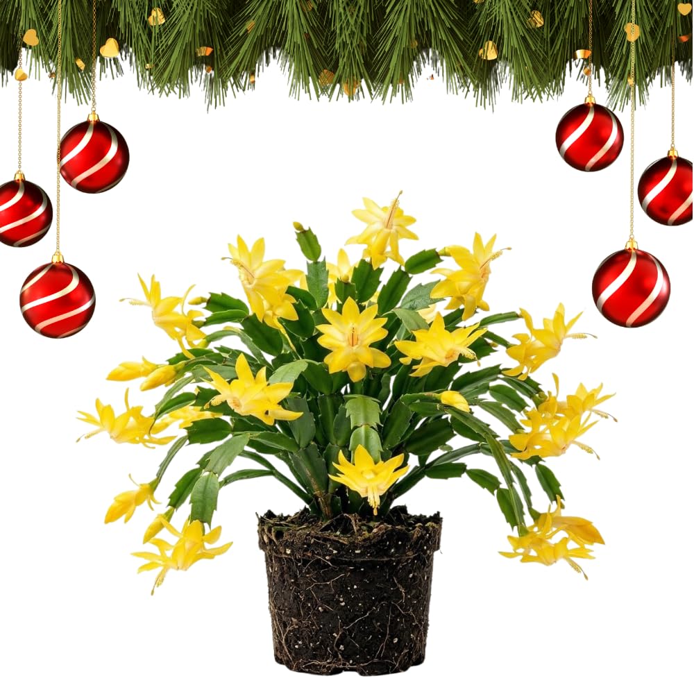 Yellow True Christmas Cactus Live Plant, Holiday Cactus, 4-6 Inch Tall