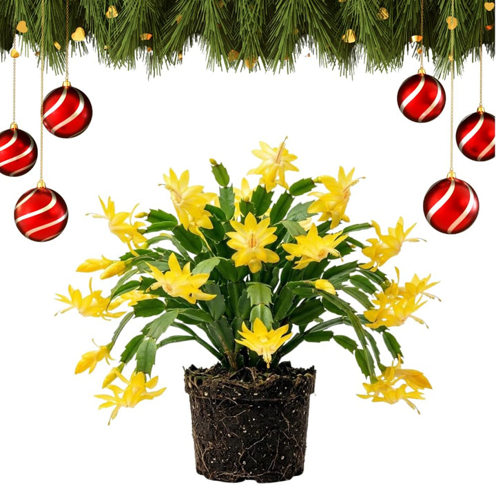 Yellow True Christmas Cactus Live Plant, Holiday Cactus, 4-6 Inch Tall