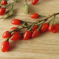 Red Goji Berry Plant Live, Red Berry Fruit Tree, 2-3 Ft Tall