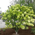 Lime Hydrangea Tree Live Plant, Light Green Change Color Hydrangea Flowers in 4" Pot, for Your Garden, Well Rooted
