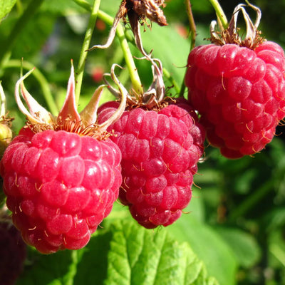 Raspberry Plant Live 6 to 12 Inch Tall, Sweet Raspberry Bush Live Plant Well Rooted Zone 3 to 8 (Red Raspberry)